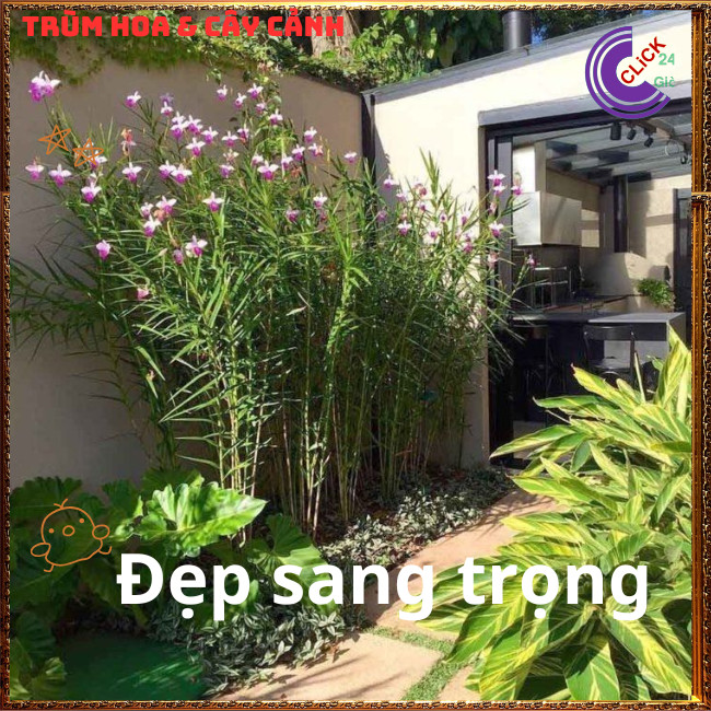 Chậu Lan Trúc Lan Sậy Trưởng Thành Cao Gần 1 mét Đẹp Sang Trọng 💍{{store}]