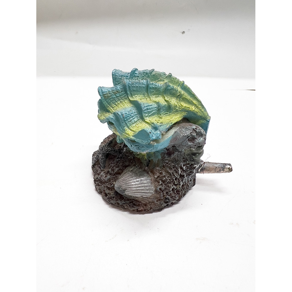Vỏ Sò Óc Đóng Mở Nắp Trang Trí Bể Cá Cảnh (6x5x5cm)