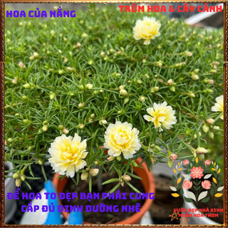 Cành Hoa Mười Giờ Tua Trắng Cánh Cúc Tuyệt Đẹp Ra Rễ Sau 3 Ngày️📬 Siêu Thị Hoa Và Cây Giống