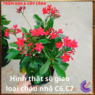 Cây Hồng Mai Nhất Chi Mai Đỏ Rực Rỡ Dễ Trồng Hoa Nở Quanh Năm💍{{store}]