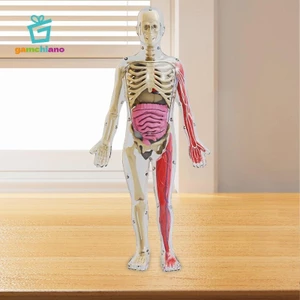 Gamchiano Đồ chơi mô hình cơ thể con người Giáo dục sớm Trình diễn lớp học cho giáo viên
