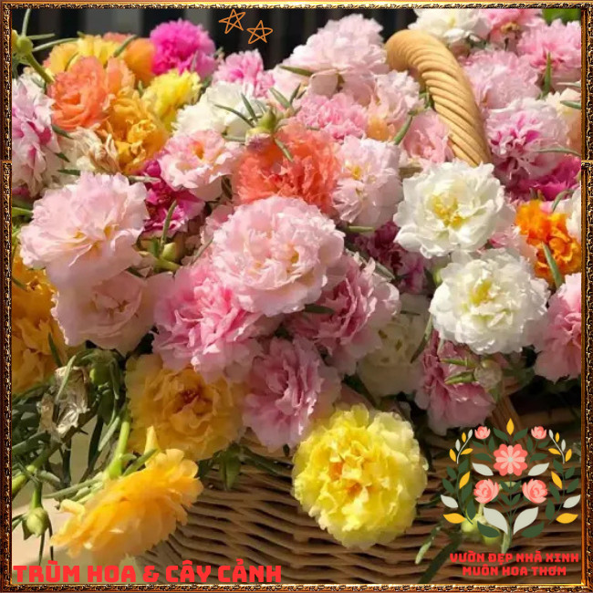 Cành Hoa Mười Giờ Thái Kép Combo 10 Màu Pastel Ngọt Ngào Siêu Đáng Yêu📨 TRÙM HOA VÀ CÂY CẢNH