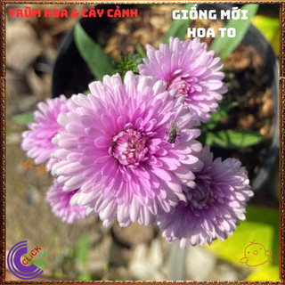 Chậu HOA THẠCH THẢO Hồng Cánh Kép xù giống mới siêu đẹp nở quanh năm 💍Làng Hoa Sa Đéc
