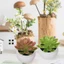 Cây mọng nước mô phỏng - Đồ trang trí cây cảnh giả bằng nhựa - Trang trí sân vườn cảnh quan nhân tạo - Trang trí chậu cây xanh - Trang trí bàn văn phòng DIY