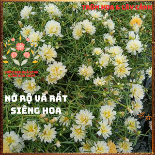 Cành Hoa Mười Giờ Thái Kép Cánh Tua Lạ Mắt Rất Đẹp Siêng Hoa Rất Dễ Trồng️️🍔
