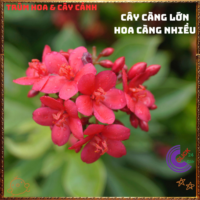 Chậu Hồng Mai Nhất Chi Mai Đỏ Hoa Quanh Năm Cực Dễ Trồng⏰{{store}]