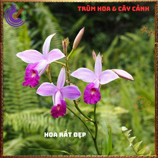 Chậu Lan Sậy Lan Trúc Trưởng Thành Có Nhiều Cây Khỏe Mượt 💍{{store}]