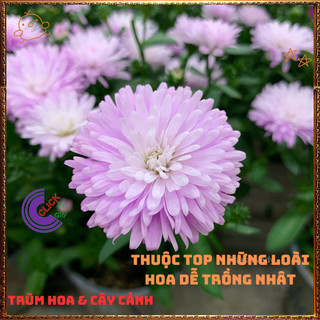 Chậu HOA THẠCH THẢO màu HỒNG XÙ Cánh Kép to Tuyệt đẹp ngọt ngào🍕 BẢO HÀNH CÂY GIỐNG VÀ HOA CHUẨN