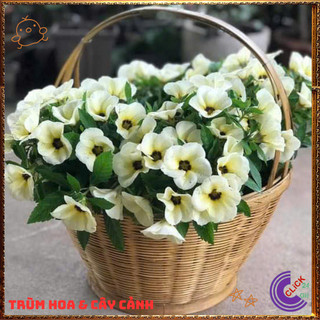 CHẬU HOA DỪA KEM ĐÔNG HẦU MÀU KEM NỞ ĐỀU HÀNG NGÀY TO ĐẸP LỘNG LẪY 💍{{store}]