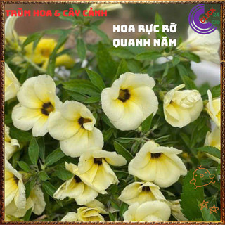CHẬU HOA DỪA KEM ĐÔNG HẦU MÀU KEM NỞ ĐỀU HÀNG NGÀY TO ĐẸP LỘNG LẪY 💍{{store}]