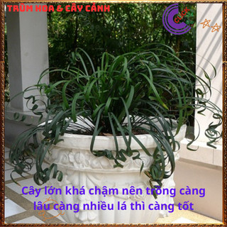 Ngãi Quấn Khách Ngải Quắn mang năng lượng tích cực thu hút tiền tài 💍{{store}]