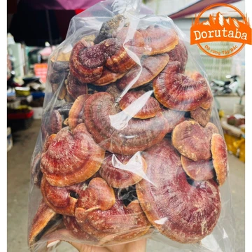 Nấm lim xanh rừng tự nhiên Tây Bắc mọc trên thân, gốc lim xanh đã mục. Đồ ngâm rượu nấm lim xanh, linh chi đỏ, sừng hươu