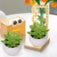 Cây mọng nước mô phỏng - Đồ trang trí cây cảnh giả bằng nhựa - Trang trí sân vườn cảnh quan nhân tạo - Trang trí chậu cây xanh - Trang trí bàn văn phòng DIY