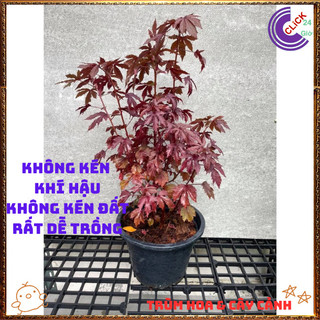 Cây Bụt Giấm Lá Phong Đẹp Tuyệt Vời Làm Nhiều Món Ngon Thảo Mộc Quý️💄{{store}]