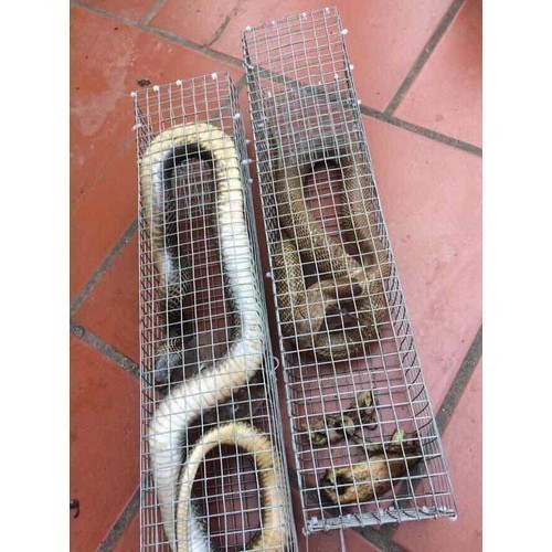 BẪY RẮN KẼM CAO CẤP hiệu quả dài 75 cm | Shopee Việt Nam