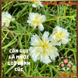 Cành Hoa Mười Giờ Tua Trắng Cánh Cúc Tuyệt Đẹp Ra Rễ Sau 3 Ngày️📬 Siêu Thị Hoa Và Cây Giống