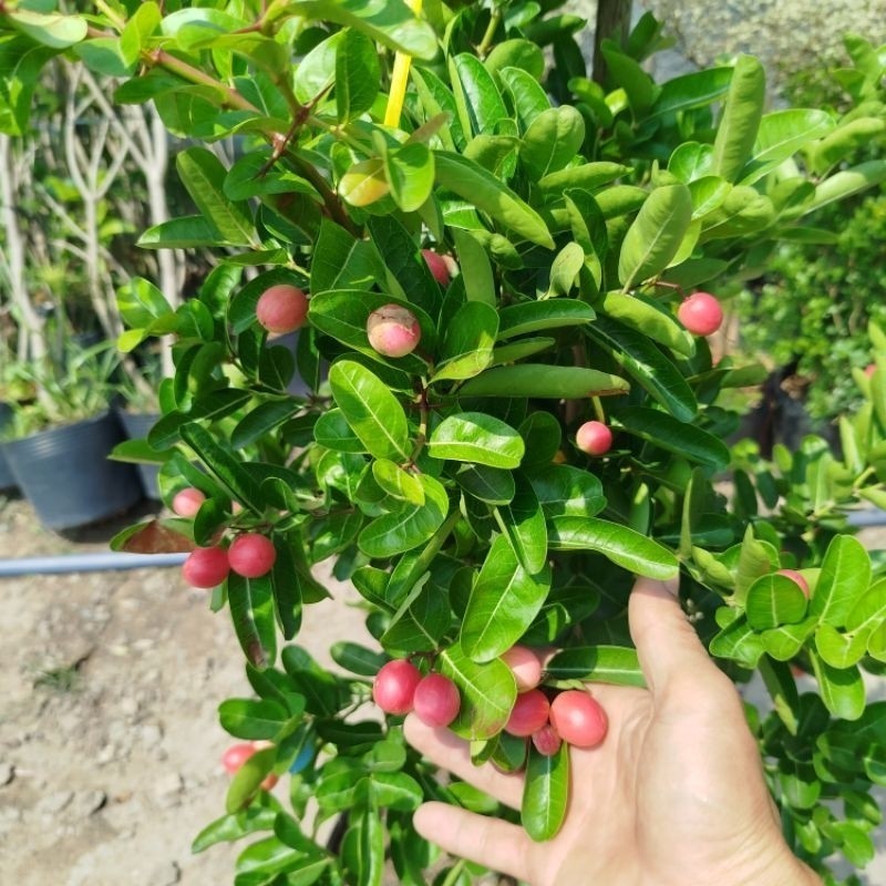 Cây Si Rô ( hàng đẹp .sẵn trái.) 1.5m | Shopee Việt Nam