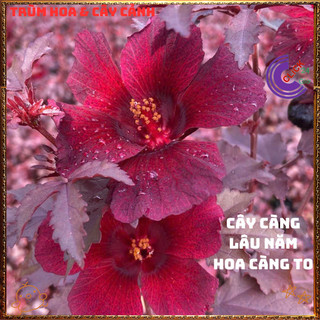 Hoa thiên quý ĐỎ RUBY Râm Bụt Lá Phong đẹp quý phái sang trọng mới lạ⏳{{store}]