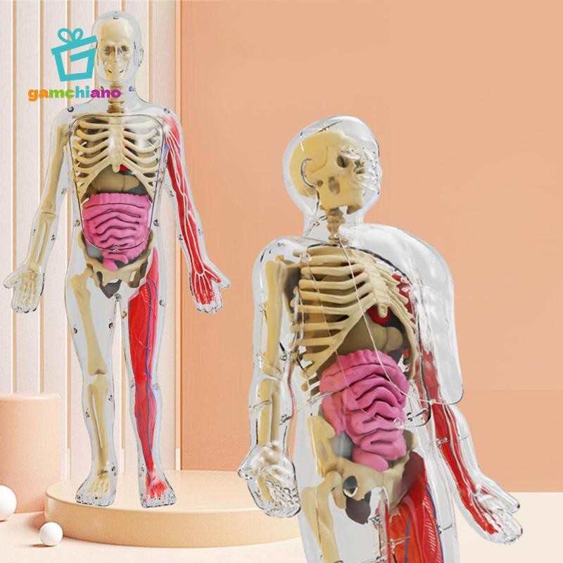 Gamchiano Đồ chơi mô hình cơ thể con người Giáo dục sớm Trình diễn lớp học cho giáo viên