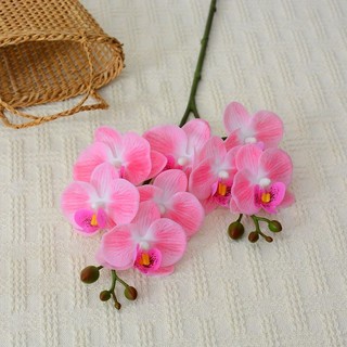 Cành hoa lan cao su 2 nhánh 8 bông xinh xắn có nụ cao 65 cm
