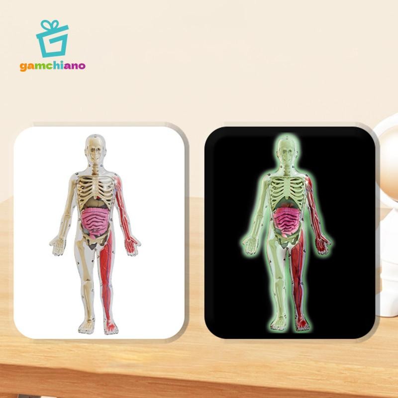 Gamchiano Đồ chơi mô hình cơ thể con người Giáo dục sớm Trình diễn lớp học cho giáo viên