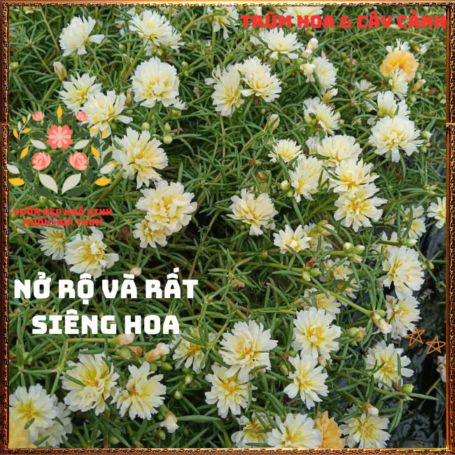 Cành Hoa Mười Giờ Thái Kép Cánh Tua Lạ Mắt Rất Đẹp Siêng Hoa Rất Dễ Trồng🍟 TRÙM HOA VÀ CÂY CẢNH