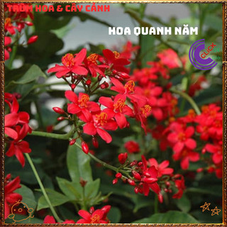 Cây Hồng Mai Nhất Chi Mai Đỏ Rực Rỡ Dễ Trồng Hoa Nở Quanh Năm️💄{{store}]