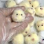 1PC Thu Nhỏ Giảm Hồi Phục Chậm Bóp TPR Chick Giảm Căng Thẳng Đạo Cụ Mới {vn}