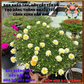 Cành Hoa Mười Giờ Tua Trắng Cánh Cúc Tuyệt Đẹp Ra Rễ Sau 3 Ngày📨 VƯỜN HOA CỔ TÍCH
