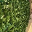 Tấm hàng rào lá xanh nhân tạo Ivy Hedge Màn hình hàng rào bảo mật giả cho gia đình Trang trí ban công sân vườn ngoài trời 0,5X3m [BK]