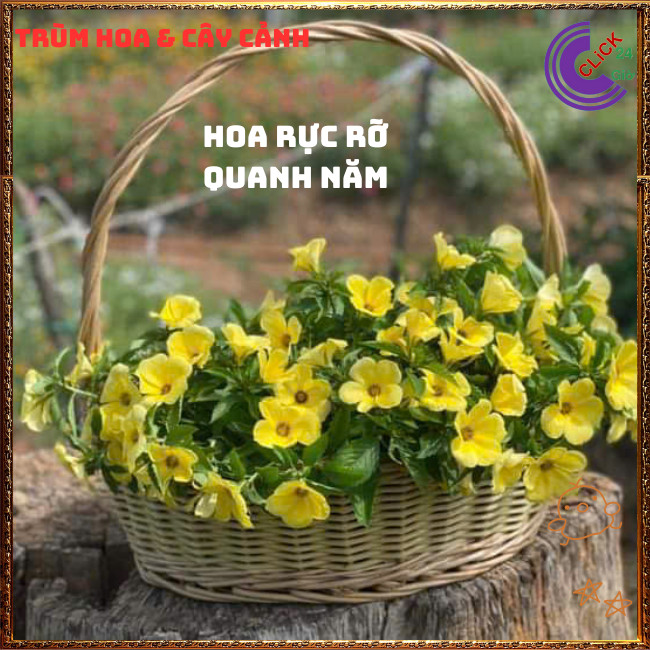 CHẬU HOA ĐÔNG HẦU VÀNG KEM GIỐNG MỚI HOA DỪA THÁI TO NỞ QUANH NĂM💍{{store}]