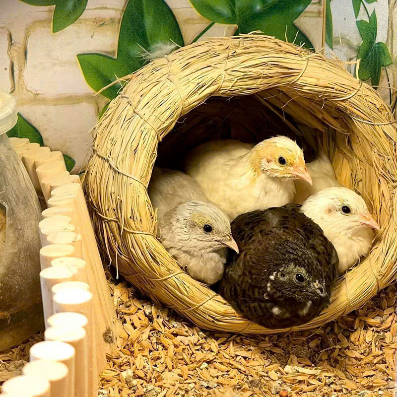 Tổ Rơm Cho Vẹt Love Bird Tổ Chim Chào Mào Ổ Rơm Cho Chim Yến Hót Tổ Rơm ...