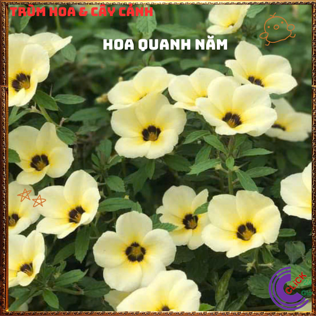 CHẬU HOA ĐÔNG HẦU KEM GIỐNG MỚI HOA TO NỞ QUANH NĂM RẤT SIÊNG BÔNG💍{{store}]
