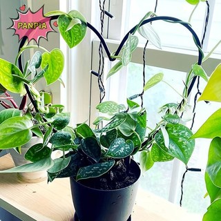 Pnpia 1 Cây Trellis Hỗ Trợ Khung Hình Trái Tim Leo Núi Sắt Hỗ Trợ Cổ Phần Đứng Hoa Trang Trí Sân Vườn Boutique