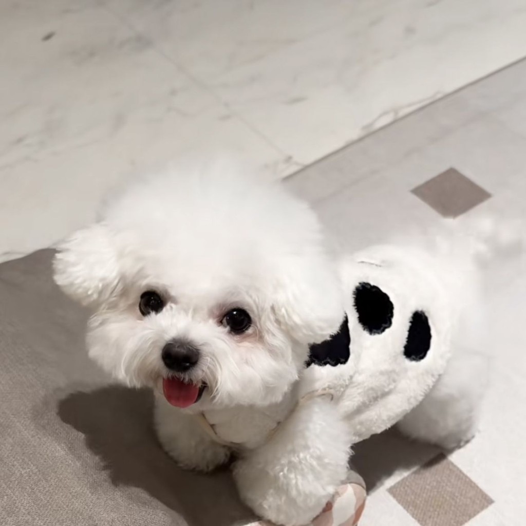 Chó Mèo Thú Cưng Quần Áo Thu Đông Bò Áo Vest Áo
