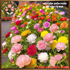 Cành Hoa Mười Giờ Kép Combo 10 Màu Pastel Nhẹ Nhàng Siêu Dễ Thương 3 Ngày Ra Rễ⏰Top Loài Hoa Đẹp Nhất Thế Giới