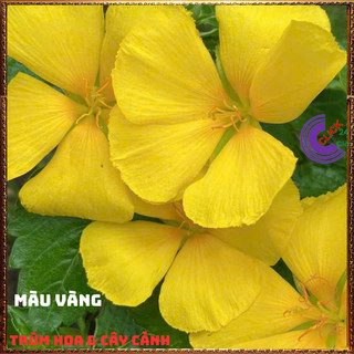 Combo ĐÔNG HẦU ĐỦ 3 MÀU HOA DỪA THÁI TO GIỐNG MỚI SIÊU ĐẸP ️️🥁{{store}]