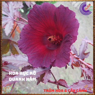 Chậu Râm Bụt Lá Phong Atiso Lá Đỏ Làm Nhiều Món Ăn Ngon Thảo Mộc Quý⌛{{store}]