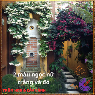 Hoa Ngọc Nữ ĐỎ Lồng Đèn Đỏ Siêu Nhiều Hoa Kín Cả Cây thanh lọc bụi️💄{{store}]