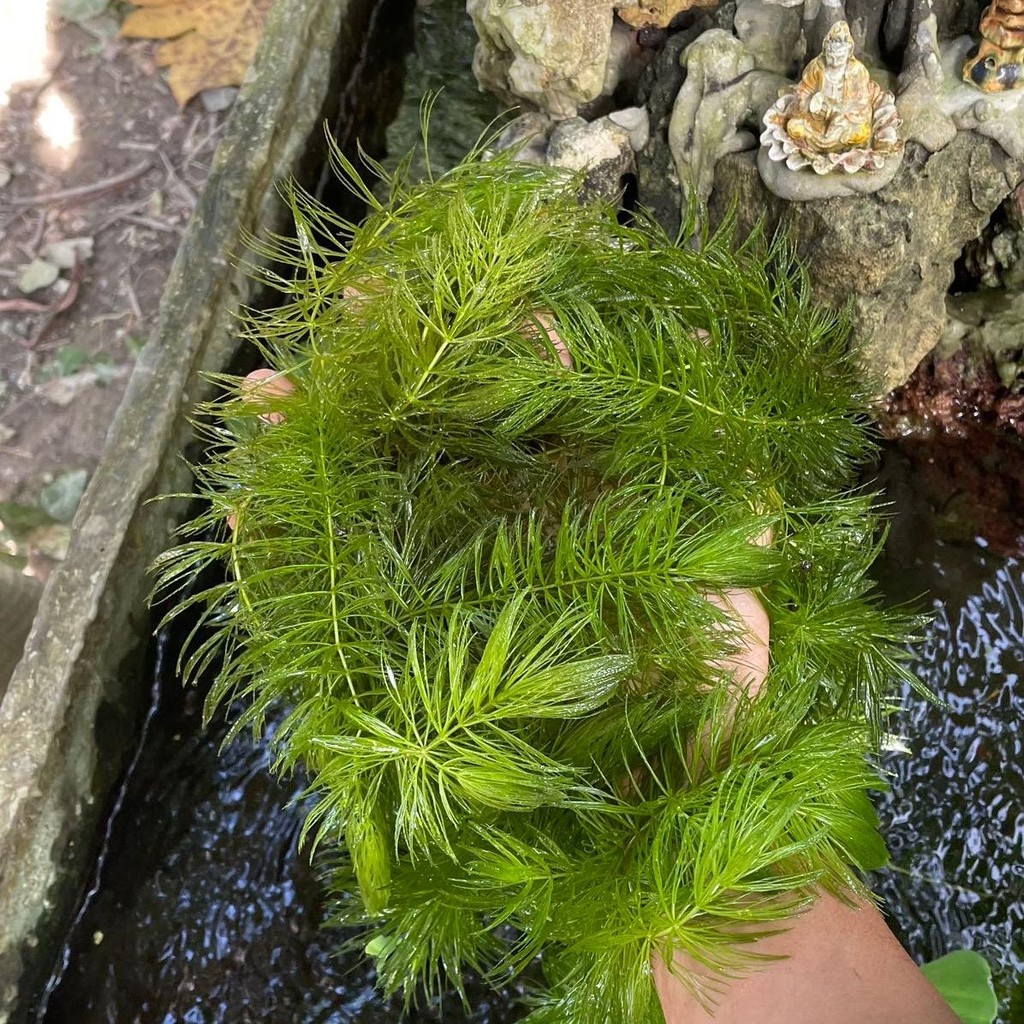 10 nhánh Rong đuôi chồn thuỷ sinh dễ trồng, chất lượng cao rong rêu ...