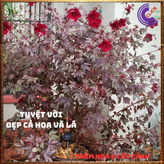 Cây Bụt Giấm Lá Phong Đẹp Tuyệt Vời Làm Nhiều Món Ngon Thảo Mộc Quý💍{{store}]