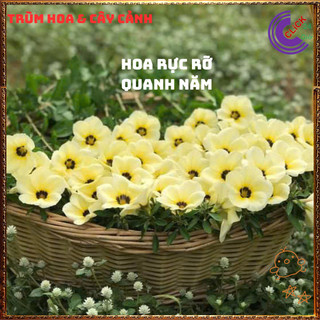 HOA DỪA KEM ĐÔNG HẦU THÁI TO ĐẸP SIÊU SIÊNG BÔNG QUANH NĂM DỄ TRỒNG️️🥁{{store}]
