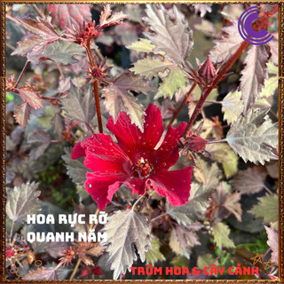 Hoa thiên quý ĐỎ RUBY Râm Bụt Lá Phong đẹp quý phái sang trọng mới lạ️️🥁{{store}]