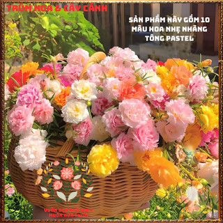 Cành Hoa Mười Giờ Thái Kép Combo 10 Màu Pastel Ngọt Ngào Siêu Đáng Yêu📧 BẢO HÀNH CÂY GIỐNG VÀ HOA CHUẨN