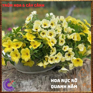 Combo ĐÔNG HẦU ĐỦ 3 MÀU HOA DỪA SIÊU XINH GIỐNG MỚI NỞ RỘ MỖI NGÀY💍{{store}]