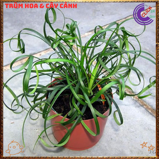 Chậu Ngãi Quấn Khách mang đến tài lộc may mắn lọc không khí tốt️️🥁{{store}]