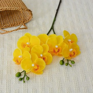 Cành hoa lan cao su 2 nhánh 8 bông xinh xắn có nụ cao 65 cm