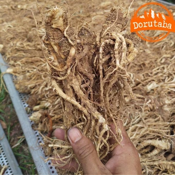 Sâm đương quy khô Lai Châu ngâm rượu loại 1 (500g, 1kg) sấy lạnh từ đương quy tươi giúp bổ huyết, tăng sức đề kháng