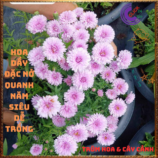 Chậu HOA THẠCH THẢO Hồng Cánh Kép xù giống mới siêu đẹp nở quanh năm 💍Làng Hoa Sa Đéc