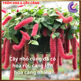 Chậu Hoa Đuôi Chồn Đỏ Rực Rỡ Đang Có Nhiều Hoa Mới Lạ 💍{{store}]
